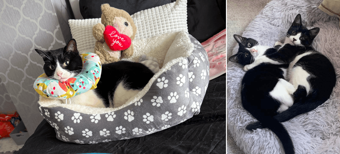 Photos of Shola at home recovering