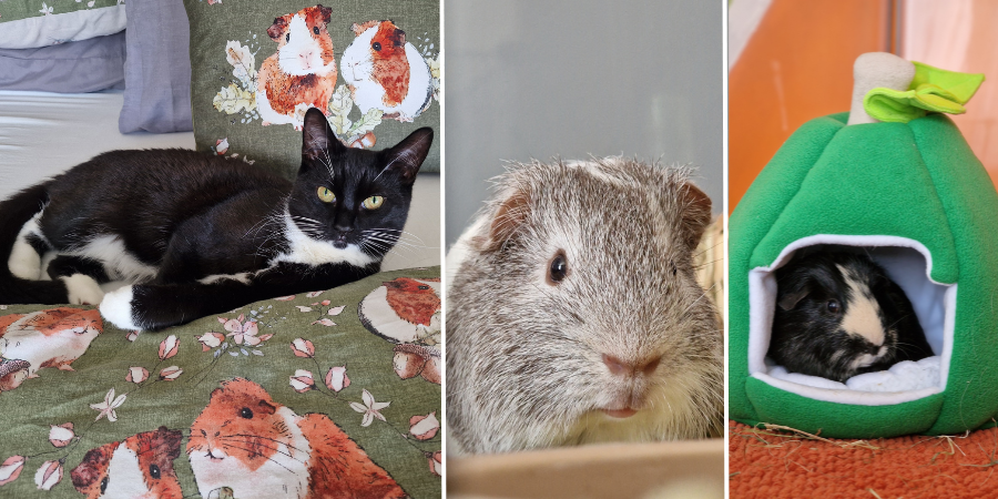 Three photos of pets side by side - one cat and two guinea pigs