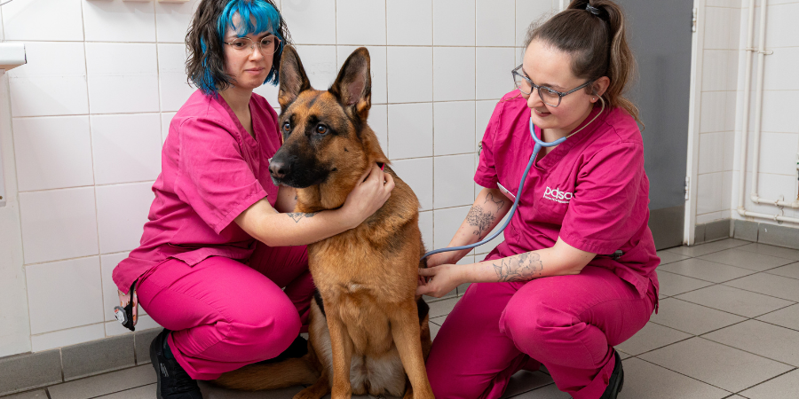 PDSA Veterinary Care Assistants caring for a German Shephard