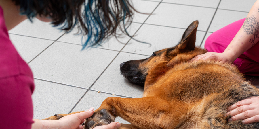 A German Shephard lying on a tiled floor with PDSA Veterinary Care Assistant holding their paw