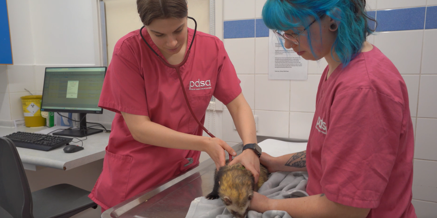 Two PDSA Veterinary Care Assistants caring for a ferret