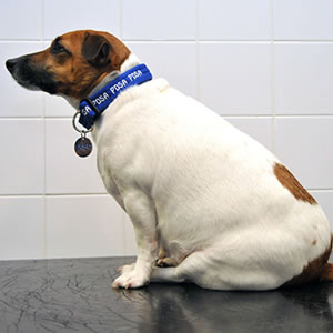 Ruby the dog