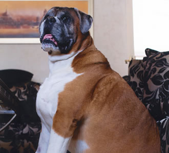 Bruce the dog