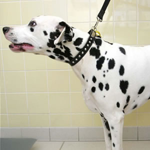 Pongo the dog