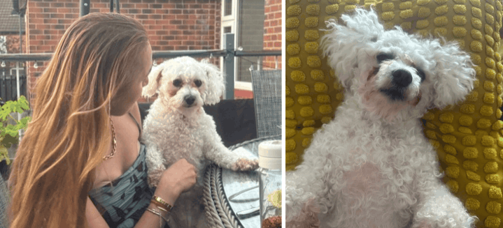 ookie, a small white curly-haired dog, lying on her back on a mustard-yellow cushion. Another photo shows A woman (Filiz) sitting outdoors cuddling Cookie, a small white curly-haired dog, on her lap. 