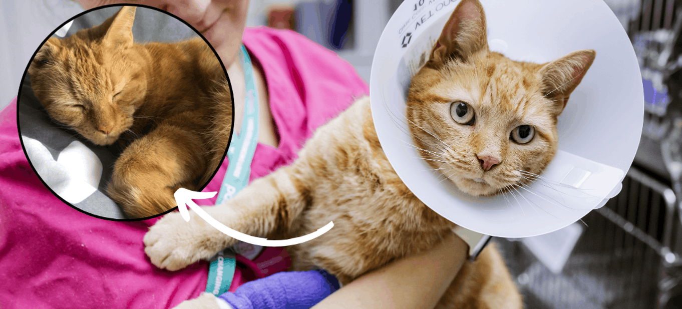 Teddy, an orange tabby cat, is held by a veterinary professional while wearing a protective cone, with an inset image showing him resting with his eyes closed.