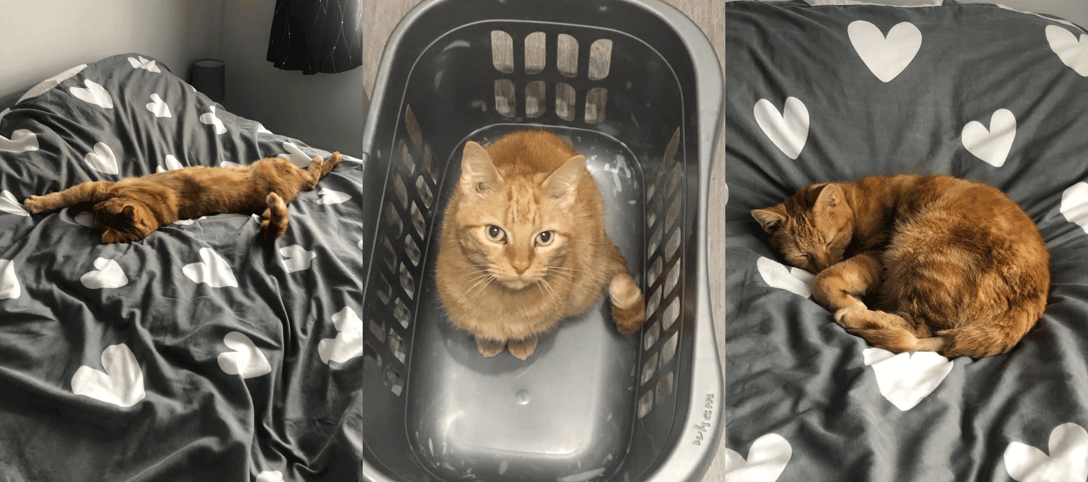 Three photos of Teddy, an orange tabby cat, showing him stretching out across a grey bedspread patterned with white hearts, sat inside a grey plastic washing basket looking towards the camera, and sleeping curled up on a grey bedspread patterned with white hearts.