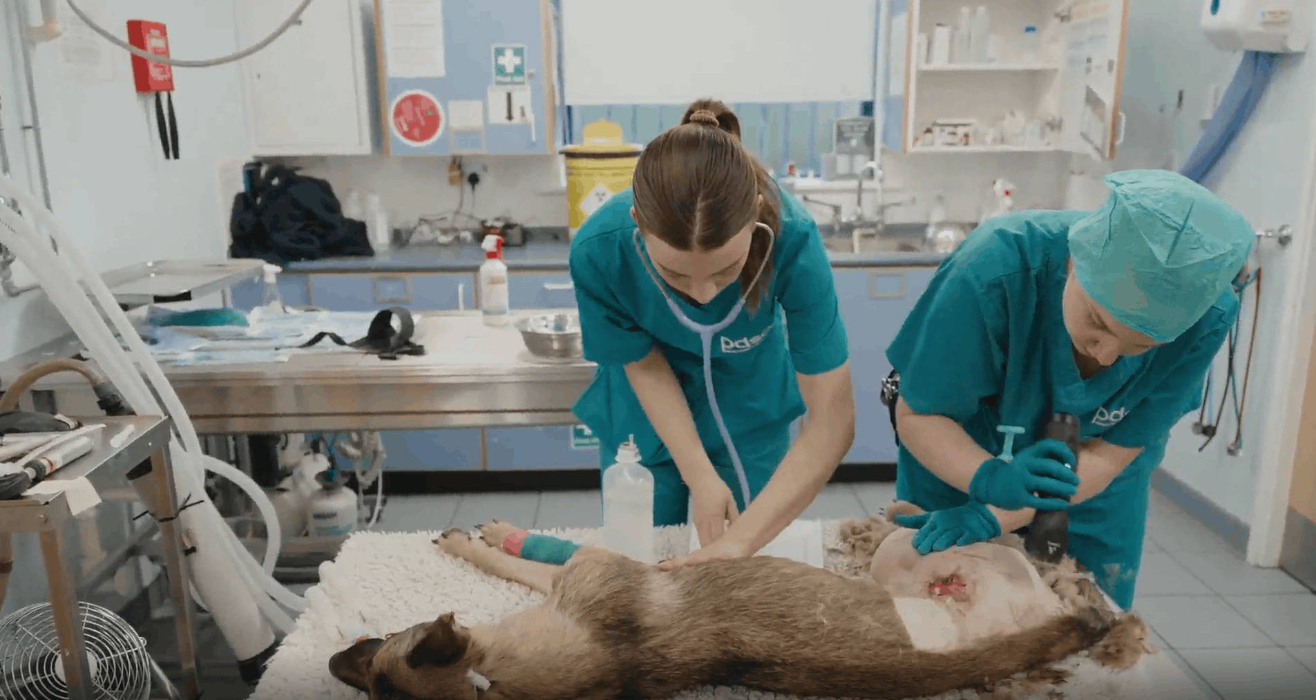 Two PDSA veterinary professionals treating Lola, a German Shepherd, during surgery, with a shaved area and surgical wound visible at the top of her leg.