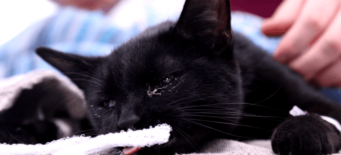 Close-up of Hammy, a black cat, resting on a towel with his eyes partially closed and a veterinary professional gently stroking him.