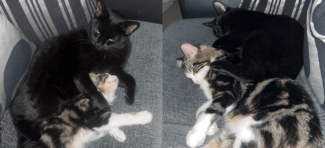 Two photos of Hammy, a black cat, cuddling with Herby, a tabby-and-white cat, as they relax together on a grey sofa.