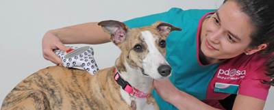 Vet scanning dogs microchip