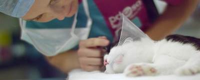 Vet checks on cat during surgery
