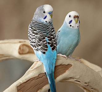 Image result for budgie