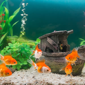 Pets at home fish