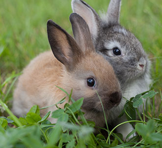 Giving Your Rabbit The Company It Needs Pdsa