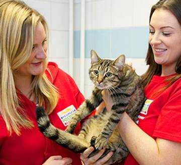 Peoples postcode lottery, two girls with a tabby cat