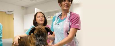 Dog with vet surgeon and vet nurse