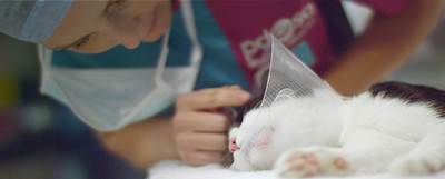 A PDSA vet looking after a white and black kitten