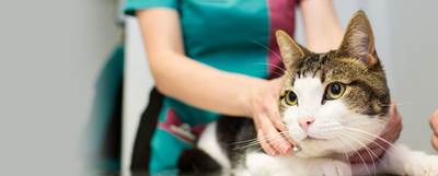 Tabby and white cat with PDSA vet