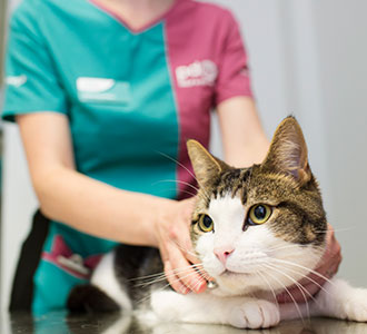 PDSA Veterinary Nurse with cat