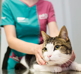 Vet with cat