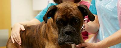 Vets treat Boxer dog with bandaged paw