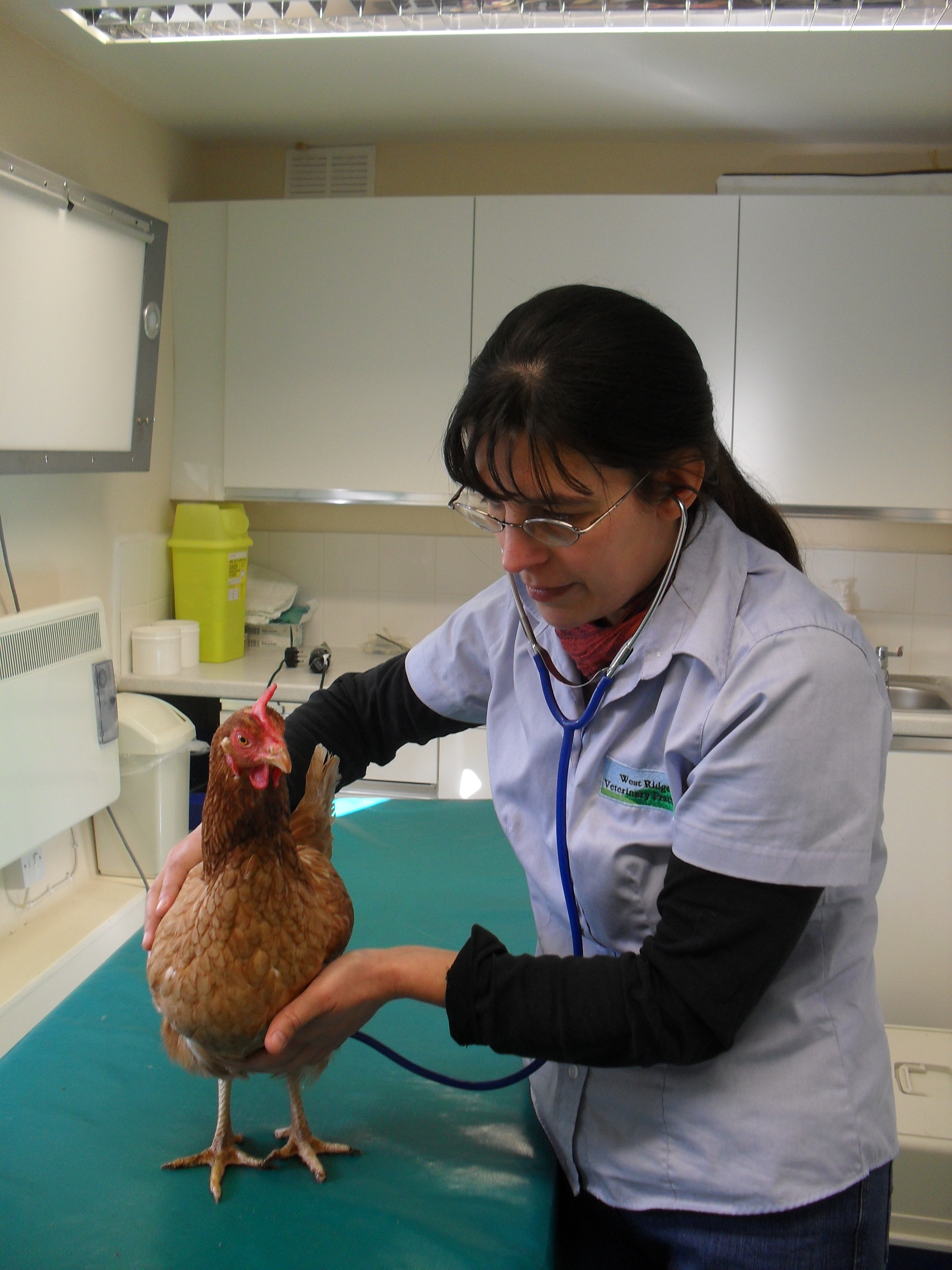 Healthy Hens Keeping your chickens healthy PDSA