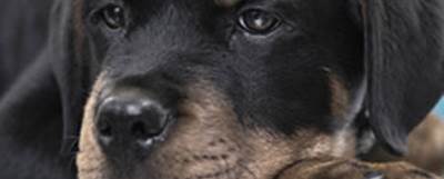Trevor dog campaign image