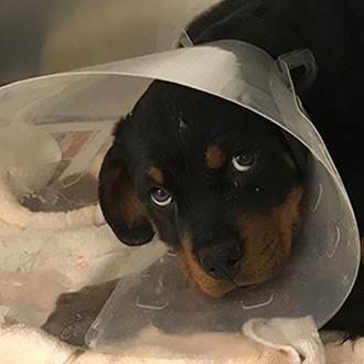 Trevor during treatment wearing cone