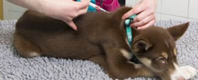 Dog getting injection from vet