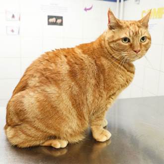 PDSA Pet Fit Club Ginger Cat