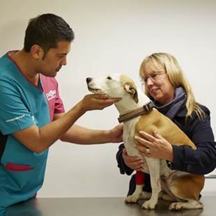 A PDSA vet checks the eyes of a brown and white dog while it's owner comforts it