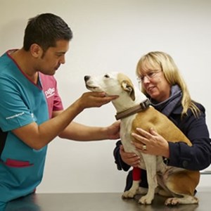 A dog gets a check up from a PDSA vet