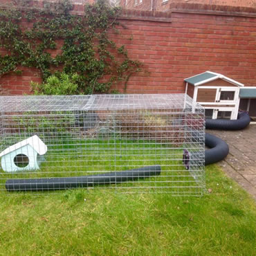 outdoor guinea pig habitat