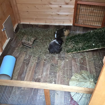 guinea pig living space