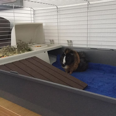 guinea pig living space
