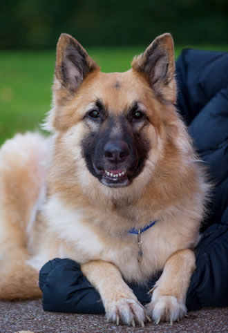 Brandy the German Shepherd Dog relaxing in her garden 