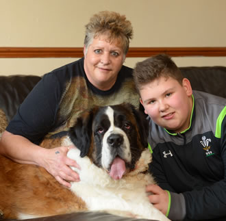 Bumble Bee the St Bernard with her loving family