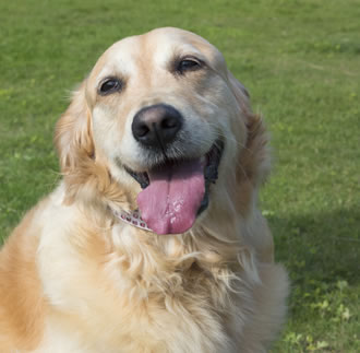 Poppy the Golden Retriever looking happy