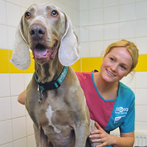 A PDSA Vet Nurse with a Great Dane