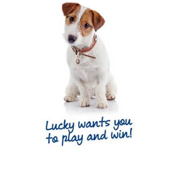 Lucky the dog