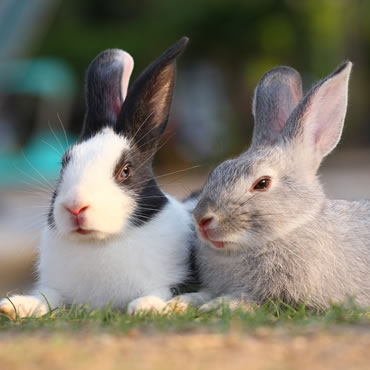 rabbits pdsa choosing your major