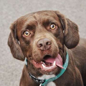Milton, a brown Springer Spaniel crossbreed, looks up at the camera