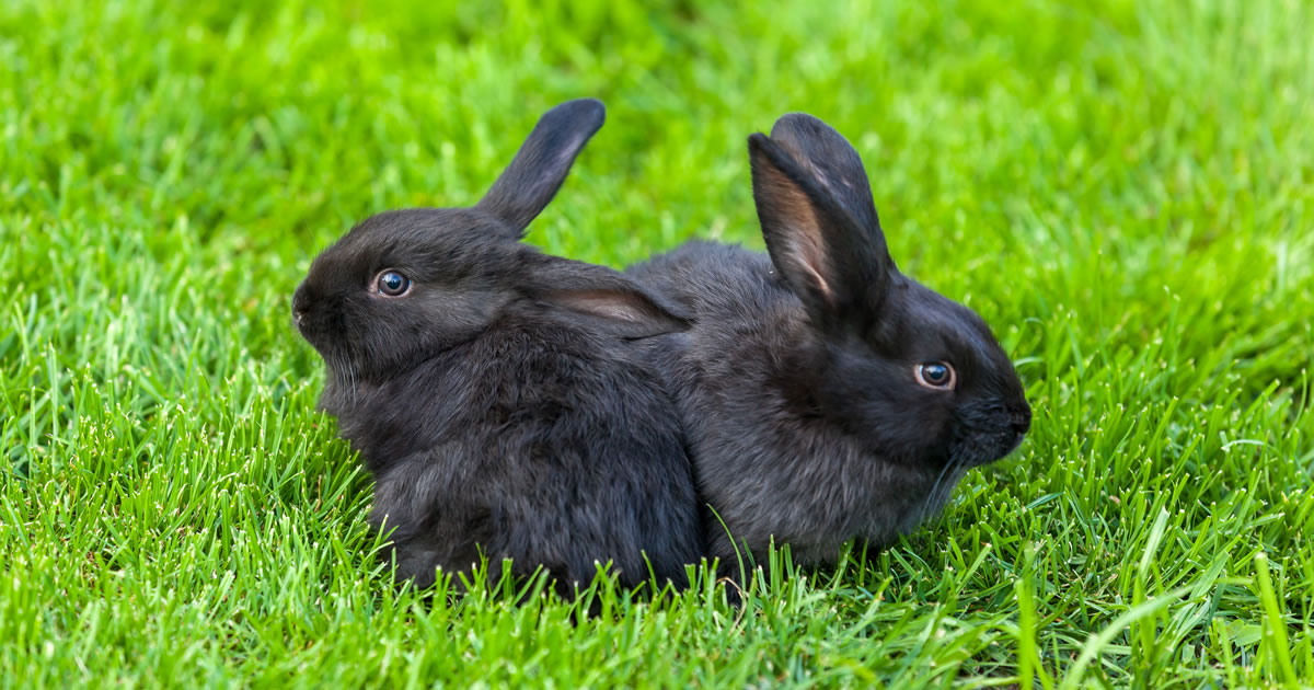 rabbit-vaccines-pdsa