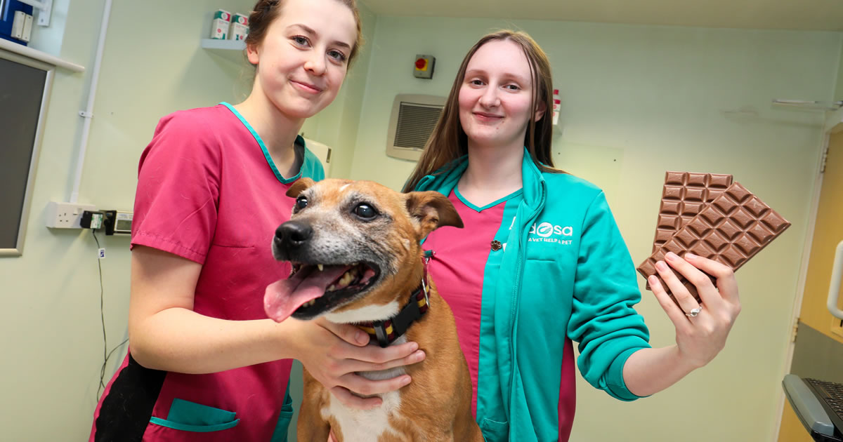 The dangers of chocolate poisoning this Christmas PDSA