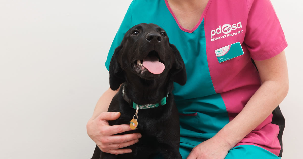 Is Undescended Testicle Hereditary In Dogs