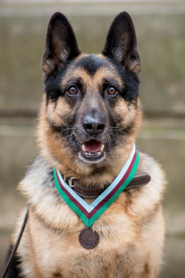 Stand-in US army dog Ayron wearing Chips' PDSA Dickin Medal