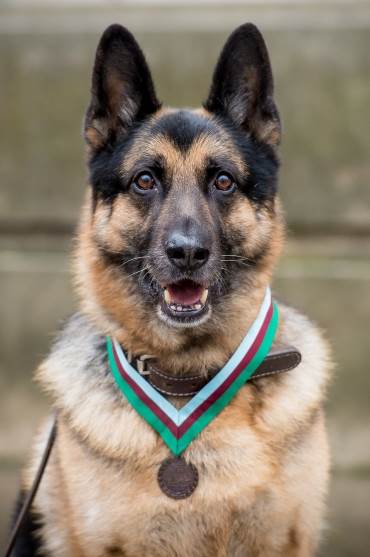 Stand-in US army dog Ayron wearing Chips' PDSA Dickin Medal