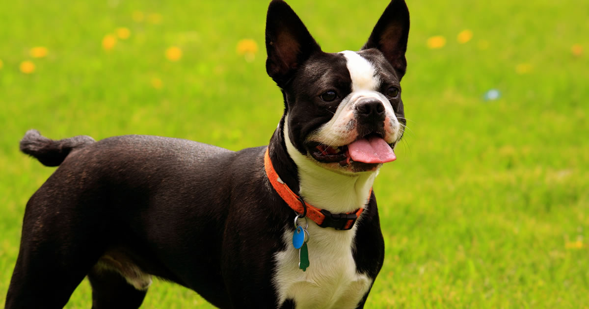 do boston terriers have breathing problems