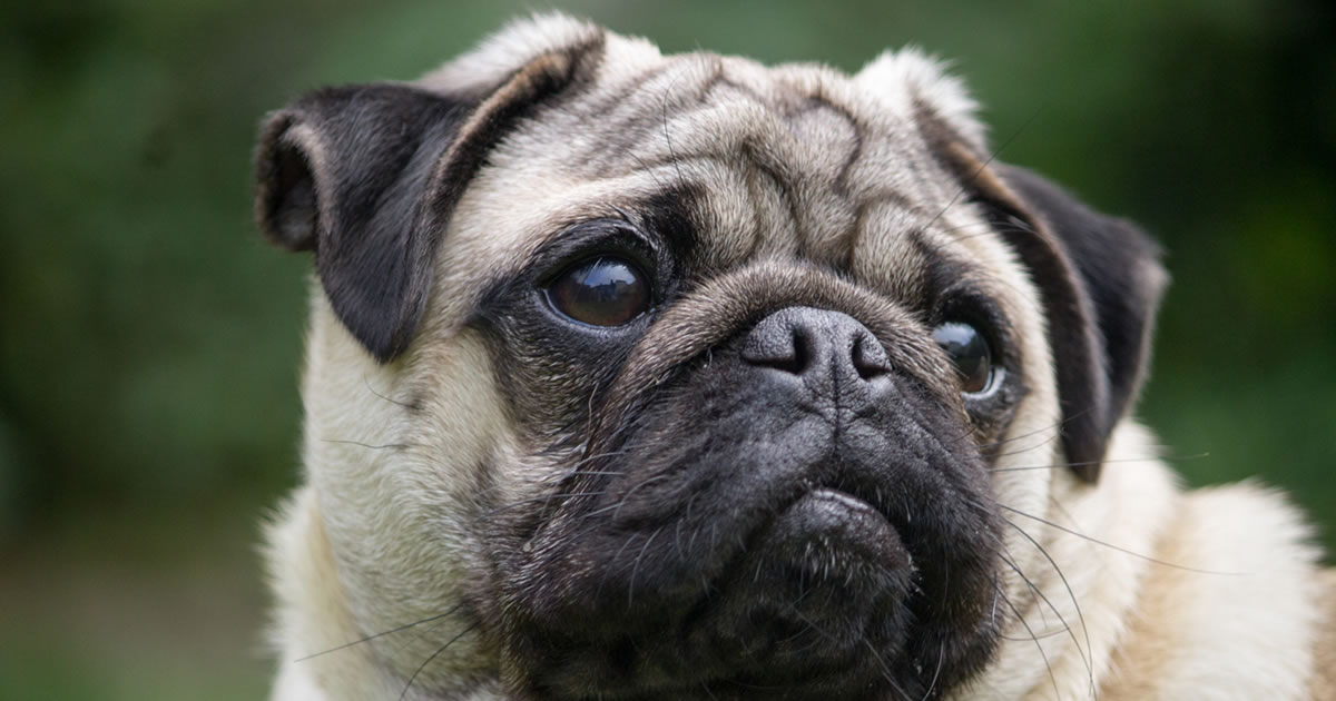 Pug Dog Vaccination Chart